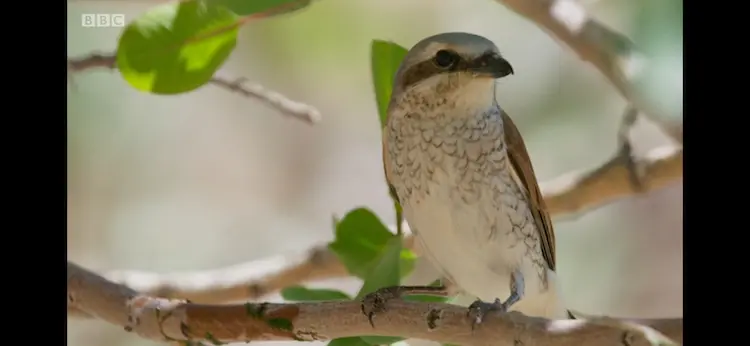 Red-backed shrike (Lanius collurio) as shown in Seven Worlds, One Planet - Asia